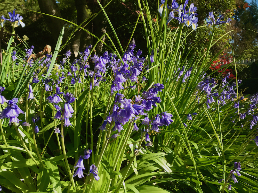woodland hyacinth-bluebells.jpeg