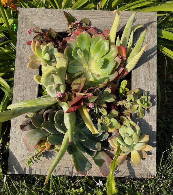 succulents in a frame on grass.jpeg