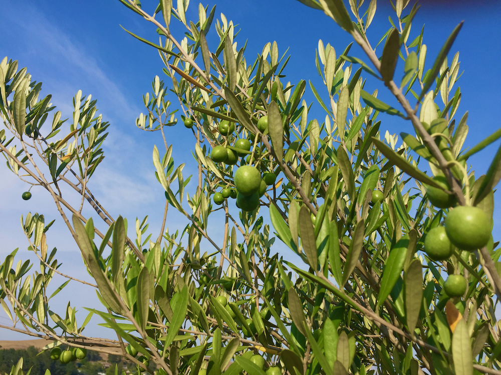 olive trees.jpeg