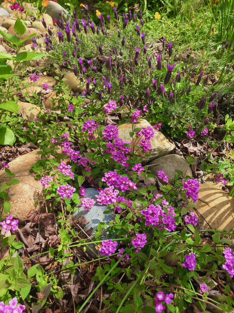 lantana & lavender in rock garden.jpeg
