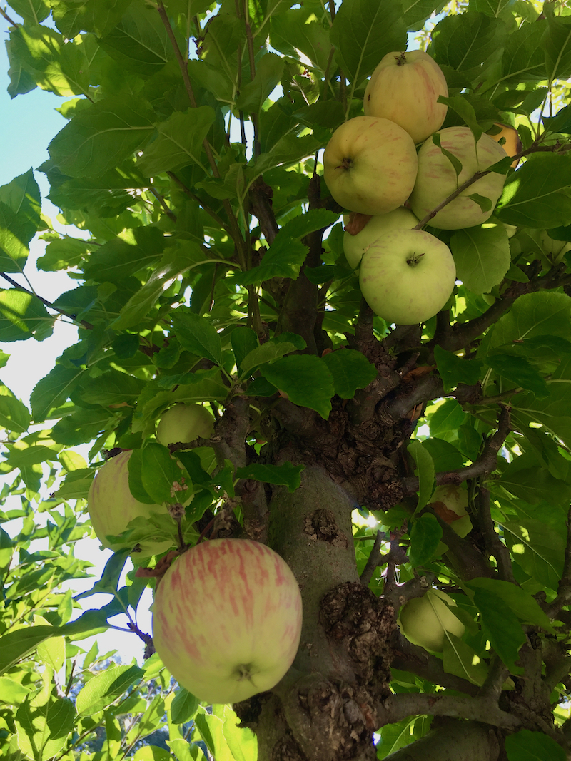 apples on tree.jpeg