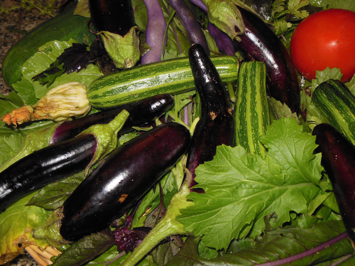 eggplant, zucchini, lettuce from garden - 1.jpeg