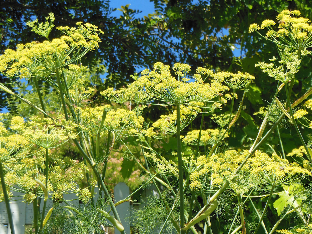 fennel blossoms.jpeg