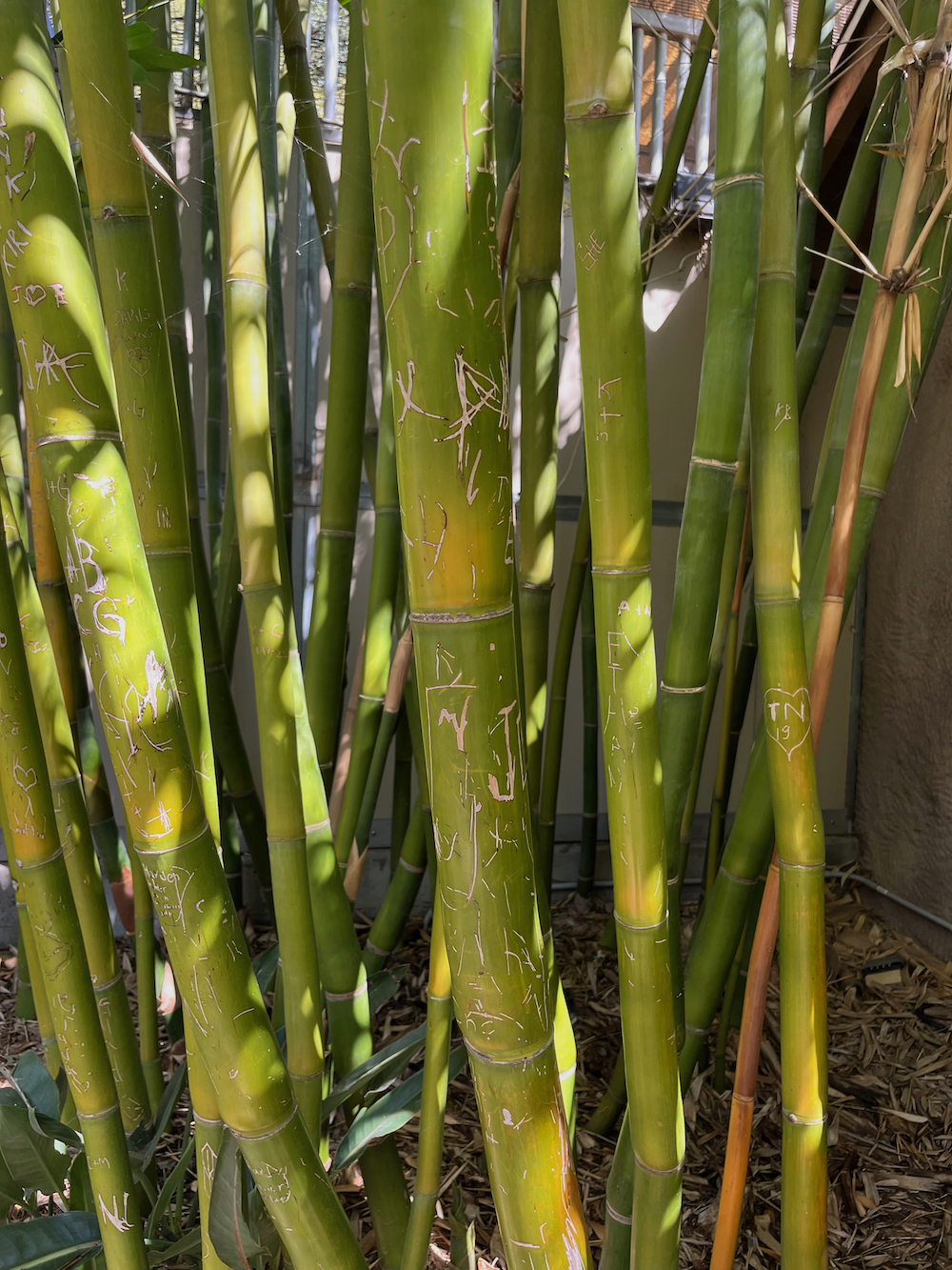 bamboo.jpeg
