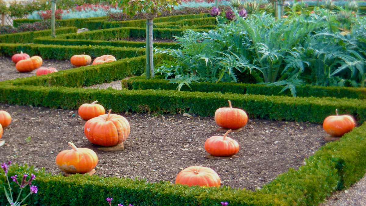 Garden pumpkins.jpeg
