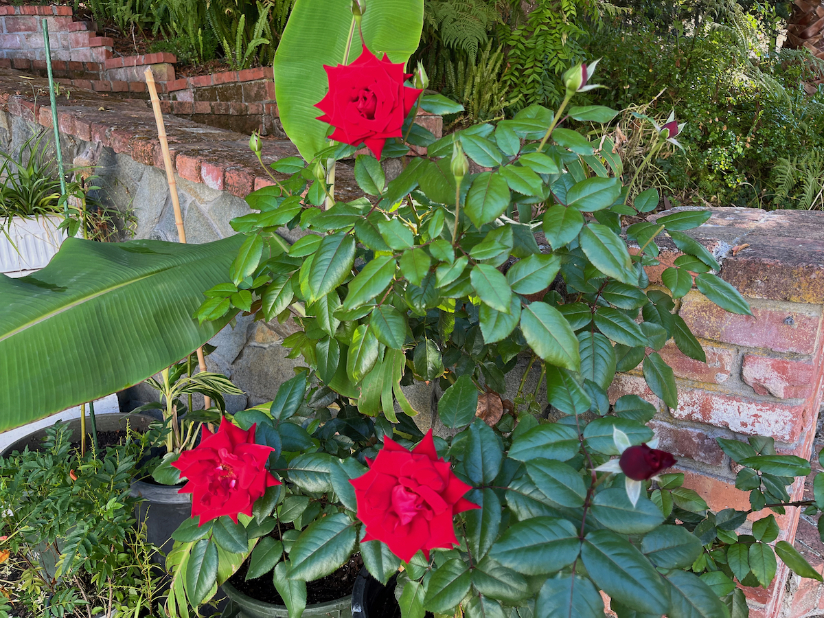 red roses in a pot.jpeg
