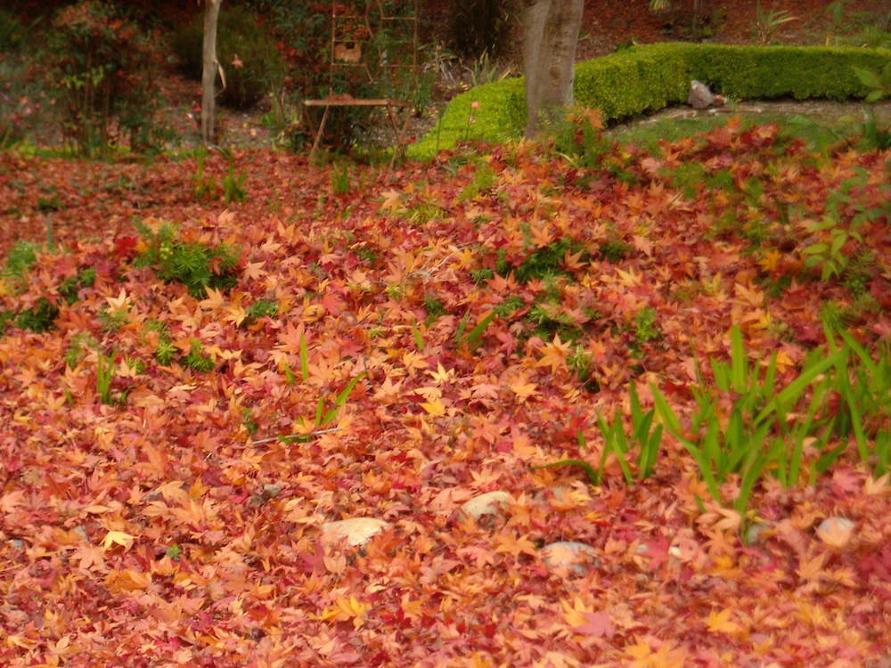 Carpet of leaves.jpg - 2.jpeg