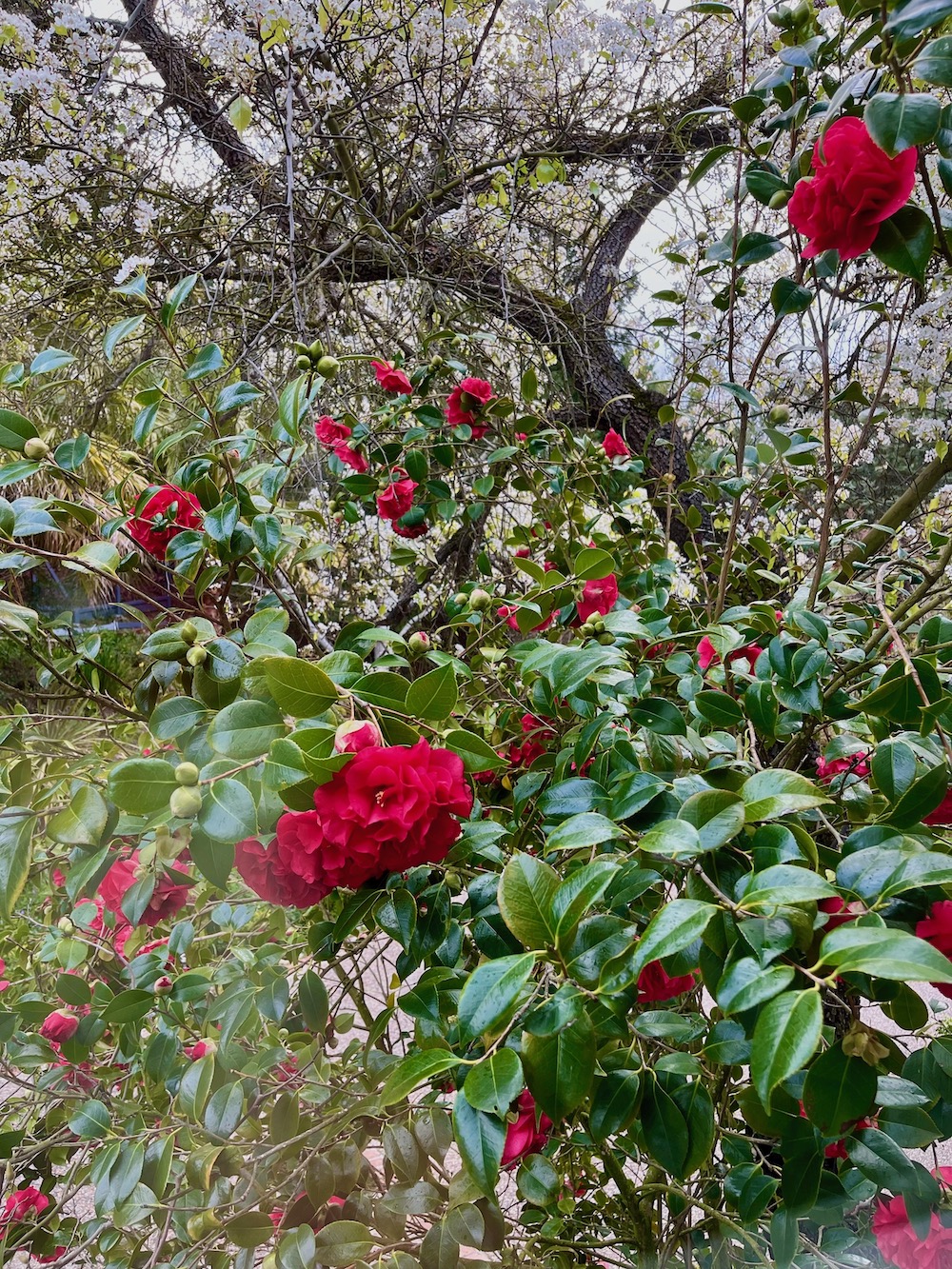 camellias-pear blossoms.jpeg