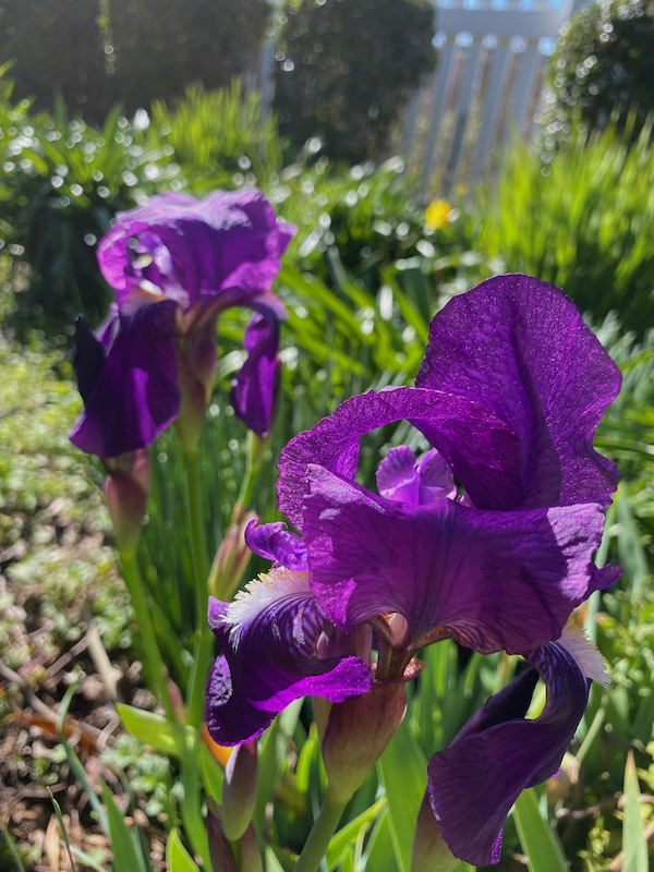 purple bearded iris.jpeg